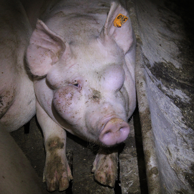 Life Magazin gegen unmenschliche Schweinehaltung
