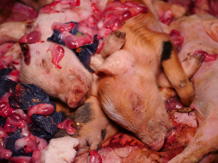 Life Magazin gegen unmenschliche Schweinehaltung